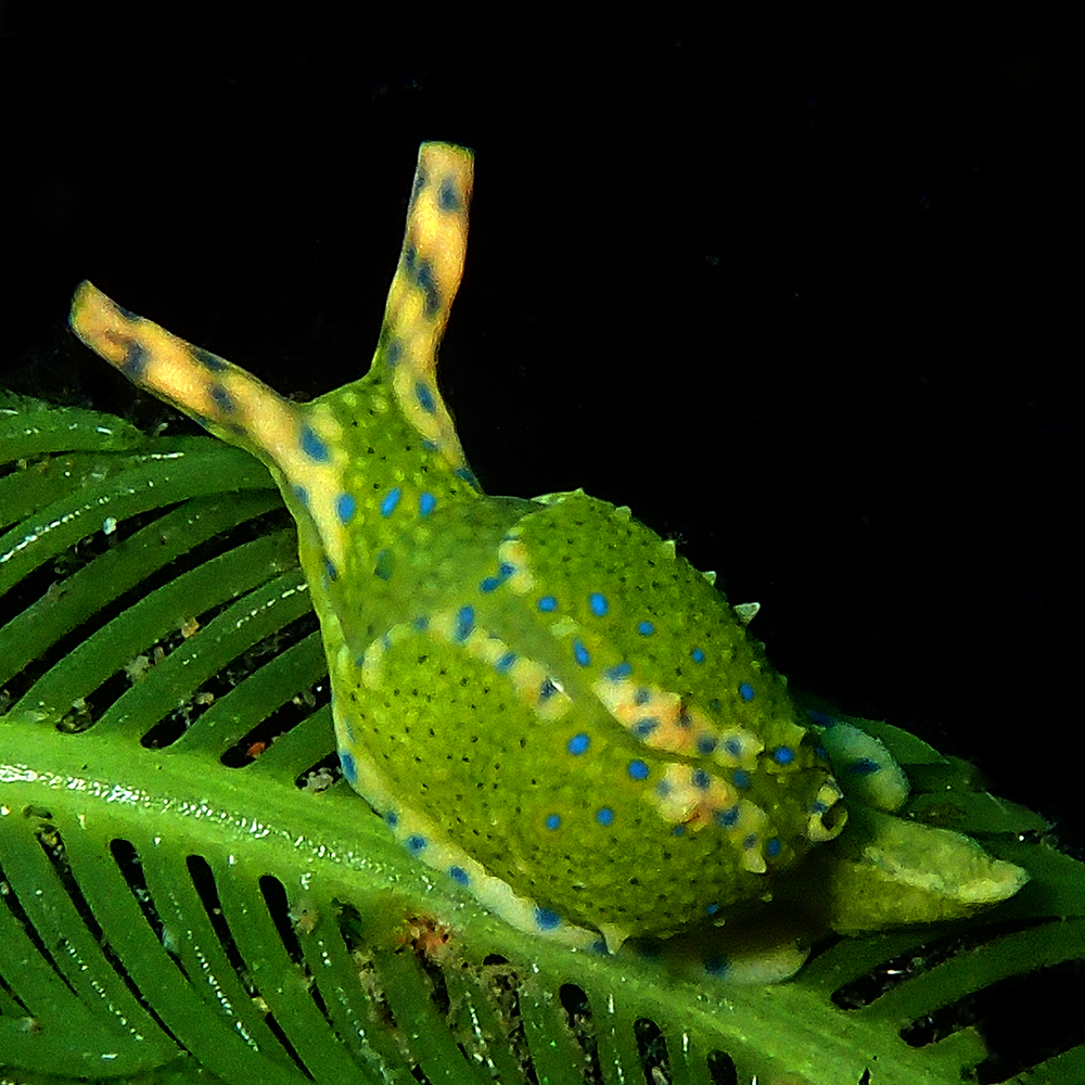 marine animal from Philippines