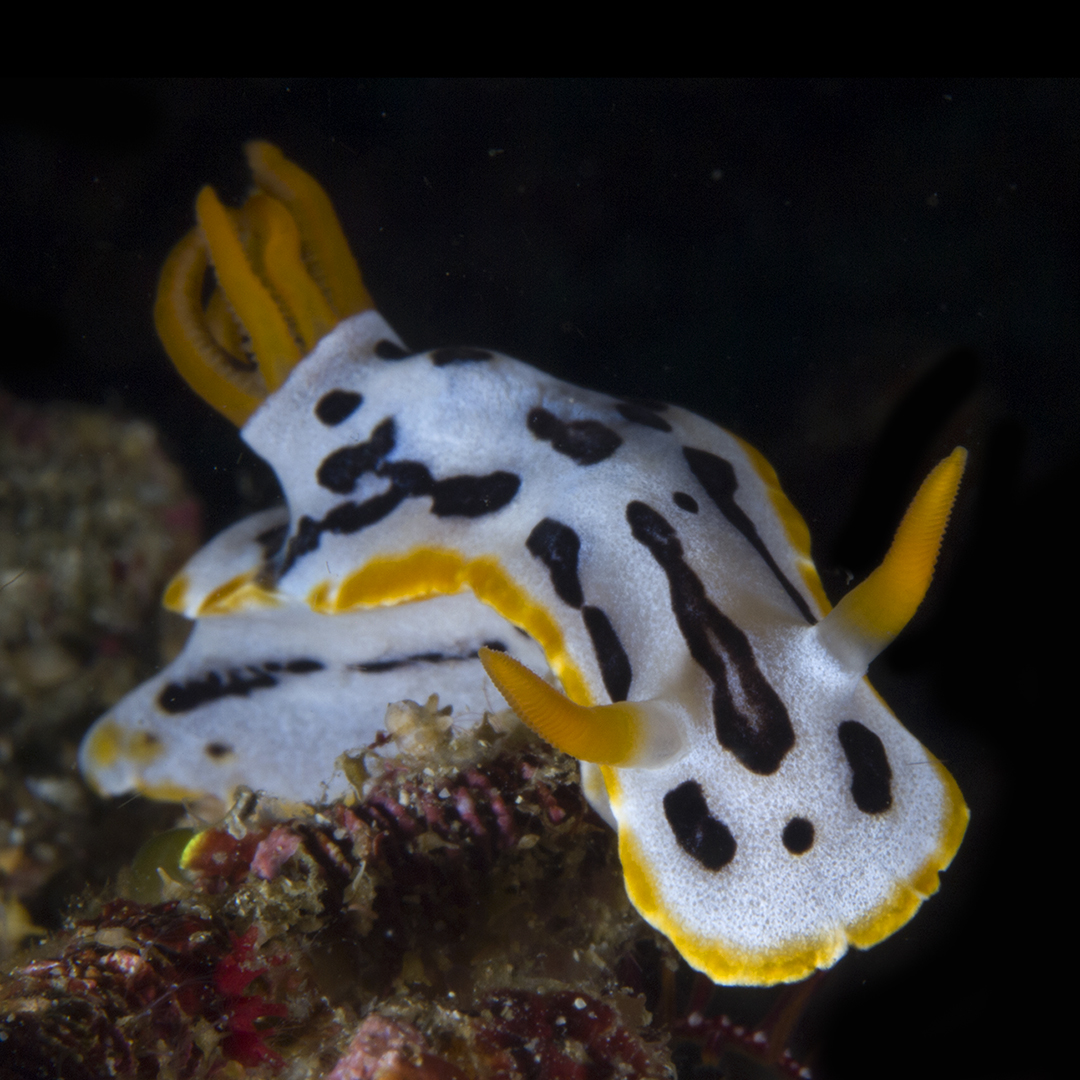 marine animal from Philippines