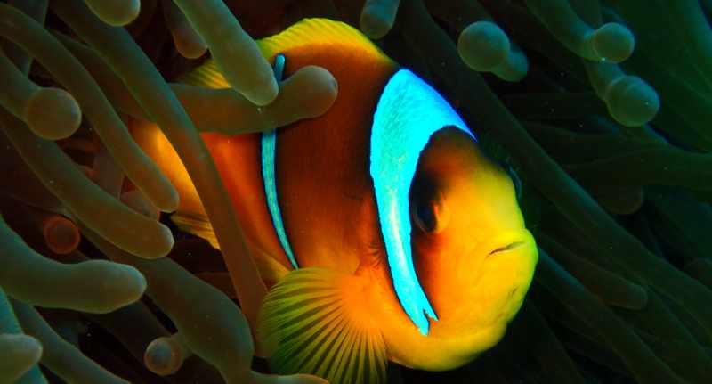 anemone fish